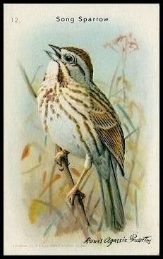 12 Song Sparrow